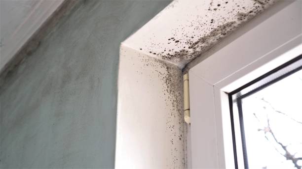 Professional Mold Remediation in Seneca, SC